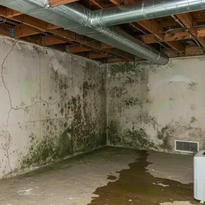 Professional Mold Removal in Crestwood, IL